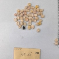 CIMMYTMA 200 - Reference Inventory.jpg