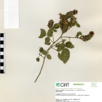 19780 herbarium