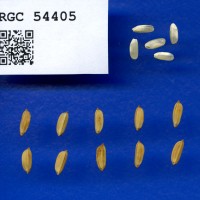 IRGC 54405 Seed Photo