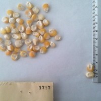 CIMMYTMA 1717 - Reference Inventory.jpg