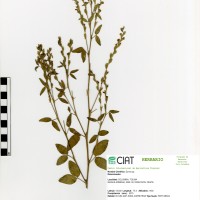 9304 herbarium