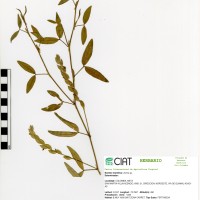 9267 herbarium