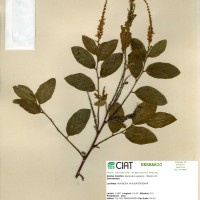23277 herbarium