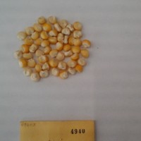 CIMMYTMA 4940 - Reference Inventory.jpg