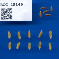 IRGC 49146 Seed Photo