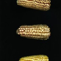 CIMMYTMA 302 JALI 101 BA24U-2903-130 E1.jpg