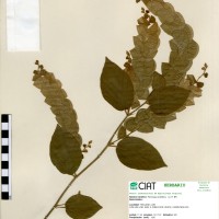 22064 herbarium