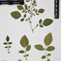 CIP 760462_HHA 6620_02.jpg