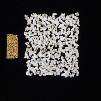 Popped and not popped comparison.jpg