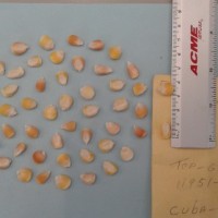 CIMMYTMA 5650 - Reference Inventory.jpg