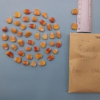 CIMMYTMA 7404 - Reference inventory.jpg