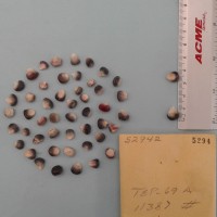 CIMMYTMA 5294 - Reference Inventory.jpg