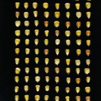 CIMMYTMA 171 MICH 29 GD21B-6903-84 K.jpg