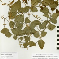G40809 herbarium.jpg