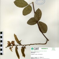 9522 herbarium