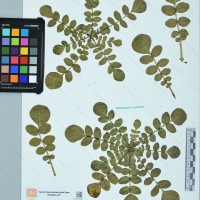 CIP 761134 herbarium