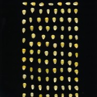 CIMMYTMA 25622 ARZM 13 051 AF18A-0903-87 K.jpg