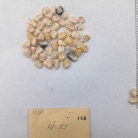 CIMMYTMA 183 - Reference Inventory.jpg