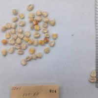 CIMMYTMA 824 - Reference Inventory.jpg