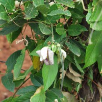 Centrosema macrocarpum 10909.JPG