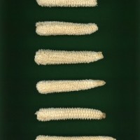 CIMMYTMA 24568 MEXI 683 TC20U 2903 187 C0270 _compress.jpg