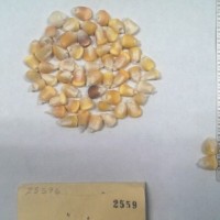 CIMMYTMA 2559 - Reference Inventory.jpg