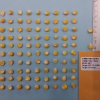 CIMMYTMA 10906 - Reference Inventory.jpg