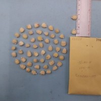 CIMMYTMA 7326 - Reference inventory.jpg