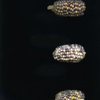 CIMMYTMA 18977 BOZM 1498 TC22U-2903-65 E1.jpg