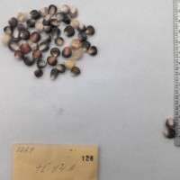 CIMMYTMA 126 - Reference Inventory.jpg