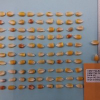 CIMMYTMA 16511 - Reference Inventory.jpg