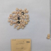 CIMMYTMA 206 - Reference Inventory.jpg