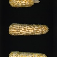 CIMMYTMA 4894 BRAZ 1957 AF22A-0903-98 E_compress.jpg