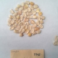 CIMMYTMA 2542 - Reference Inventory.jpg