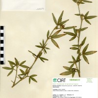 11686 herbarium