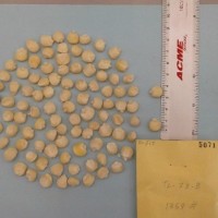 CIMMYTMA 5071 - Reference Inventory.jpg