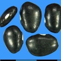 G25274 seed.jpg