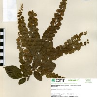 23109 herbarium
