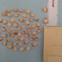 CIMMYTMA 6929 - Reference Inventory.jpg