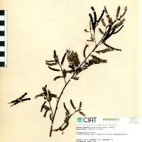 8931 herbarium