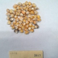 CIMMYTMA 3817 - Reference Inventory.jpg