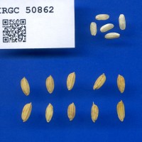 IRGC 50862 Seed Photo