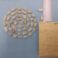 CIMMYTMA 8083 - Reference inventory.jpg