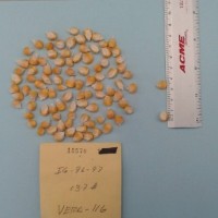 CIMMYTMA 20362 - Reference Inventory.jpg