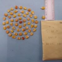 CIMMYTMA 7834 - Reference inventory.jpg