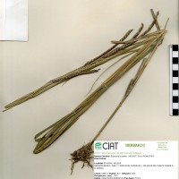 16132 herbarium