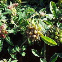 Crotalaria ononoides 10012 pod.JPG