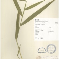 IRGC 100880 Herbarium