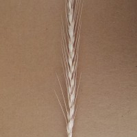 CWI_18093_52594_189_4_c.jpg
