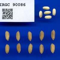 IRGC 90086 Seed Photo